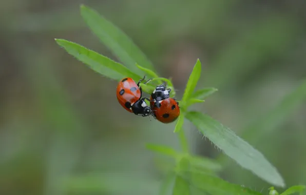 Picture macro, nature, ladybug, bokeh, summer mood