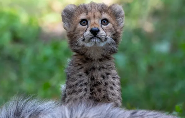 Picture nature, Cheetah, cub, kitty, face