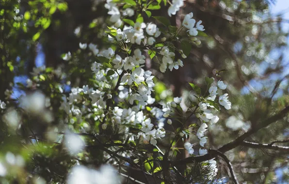 Summer, branches, heat, Apple, flowering