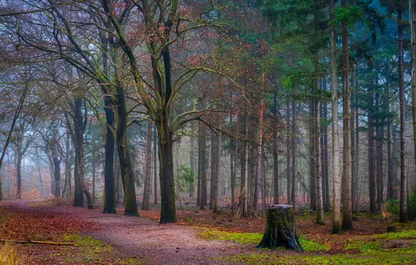 Autumn, forest, light, trees, nature, branch, trunks, foliage