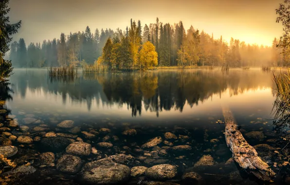 Picture autumn, forest, water, trees, fog, lake, reflection, the reeds