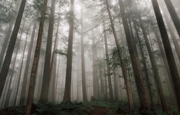 Picture forest, trees, nature, fog, path