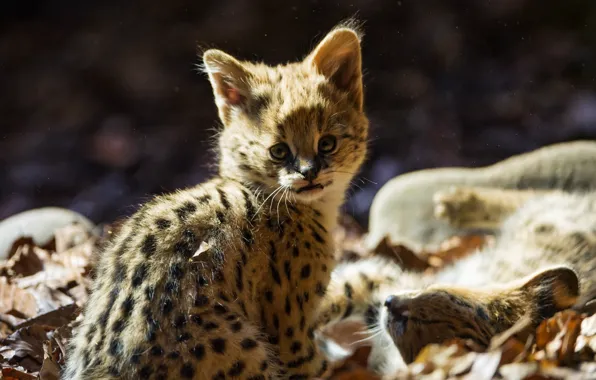 Picture cat, look, leaves, baby, cub, kitty, Serval, ©Tambako The Jaguar