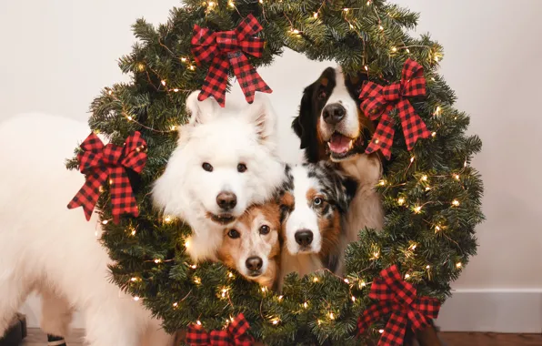 Look, pose, dog, Christmas, New year, white, face, Samoyed