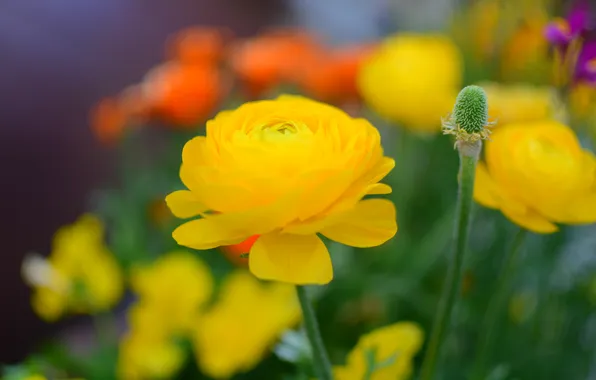 Flower, flowers, yellow, stems, yellow, garden, flowerbed, bokeh