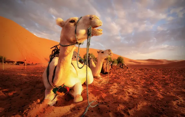 Nature, desert, camels