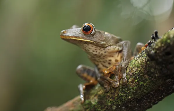 Picture look, macro, branches, pose, grey, background, frog, legs