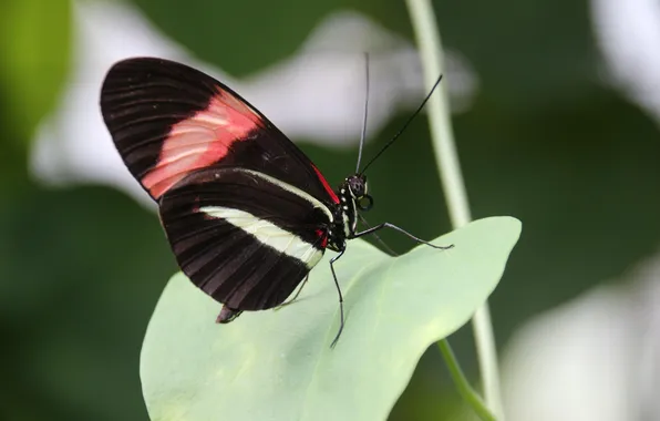 Sheet, microsemi, wings, Butterfly, insect, beautiful, closeup
