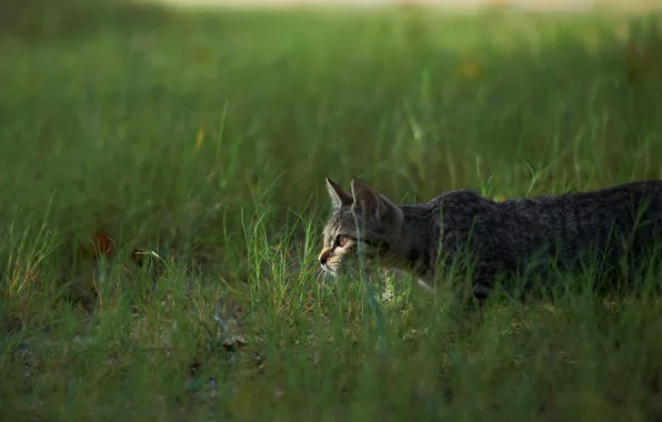 Picture cat, grass, cat, hunting