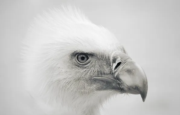 Picture nature, style, background, eagle