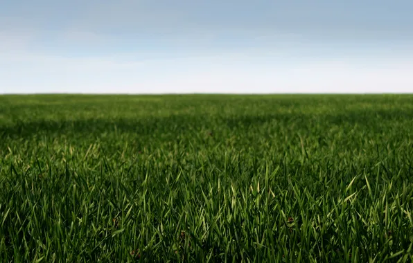 Field, the sky, grass, macro, nature, landscapes, field