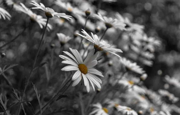 Flowers, nature, chamomile