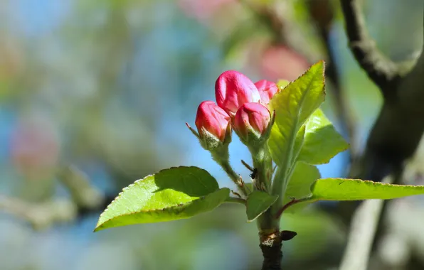Pink, spring, twig, flower bad