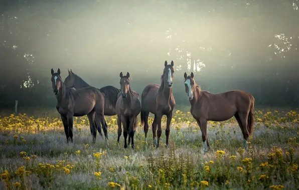 Forest, grass, look, flowers, nature, fog, glade, horses