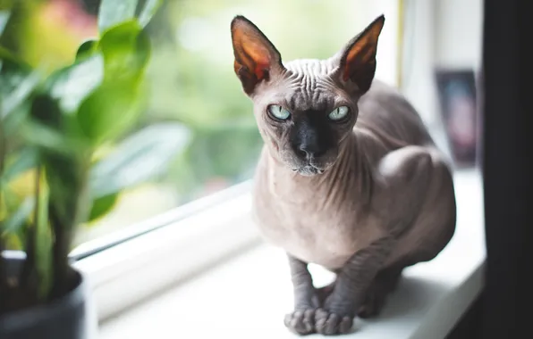 Cat, cat, look, leaves, pose, grey, window, sill