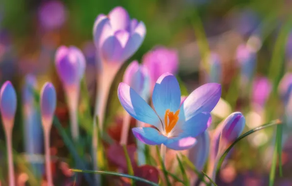 Picture light, glade, beauty, spring, crocuses, pink, buds