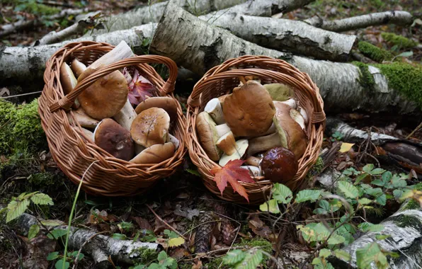 Picture forest, mushrooms, baskets