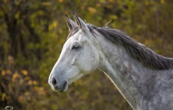 Picture face, grey, horse, horse, mane, profile, (с) Oliver Seitz