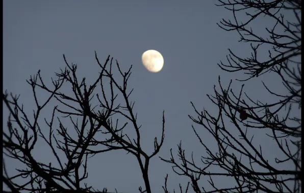 The sky, branch, The moon, moon, silhouette, sky, nature
