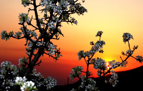 The sky, sunset, flowers, tree, garden