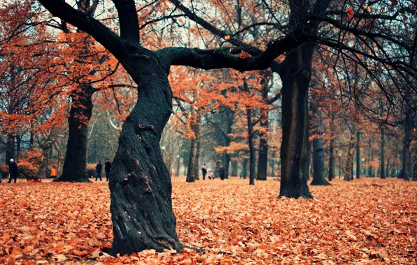 Picture autumn, Park, tree