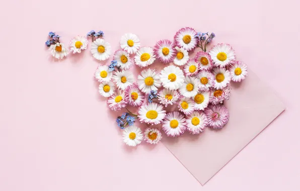 Picture flowers, background, pink, chamomile, forget-me-nots
