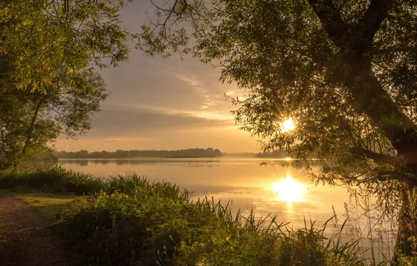 Greens, summer, the sky, grass, the sun, rays, light, trees