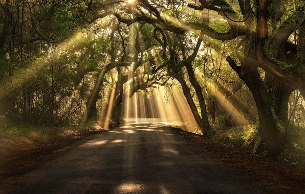 Picture The sun, Nature, Road, Grass, Trees, Forest, Leaves, Traces