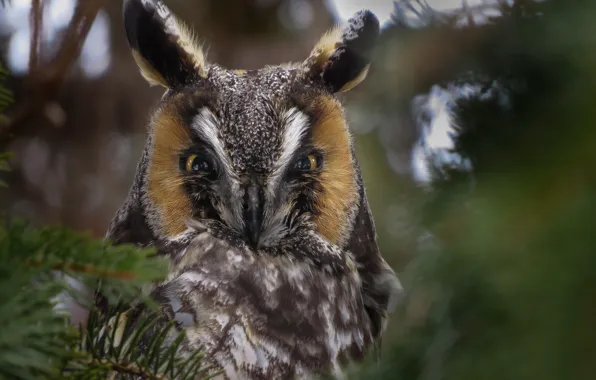 Picture forest, branches, owl, bokeh