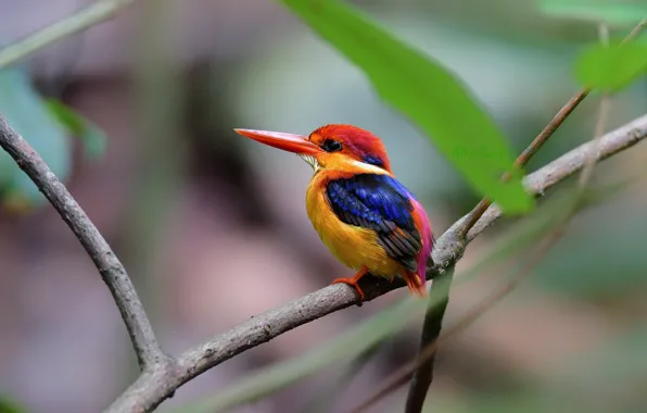 Picture bird, branch, Kingfisher