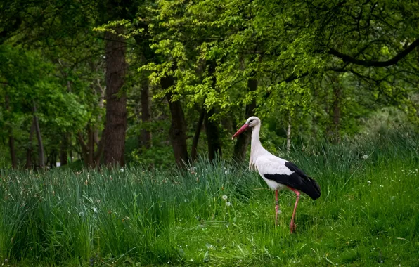 Picture summer, nature, stork