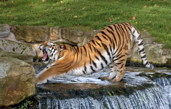 Strips, pose, waterfall, predator, mouth, fangs, wild cat, yawns