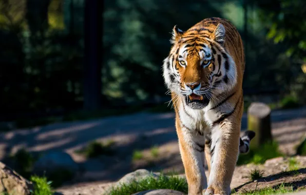Picture predator, wild cat, the Amur tiger