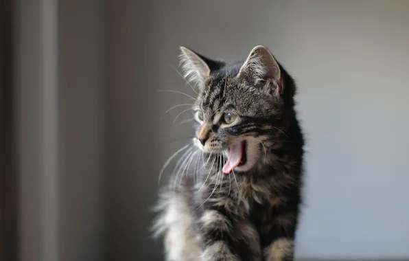 Cat, look, background