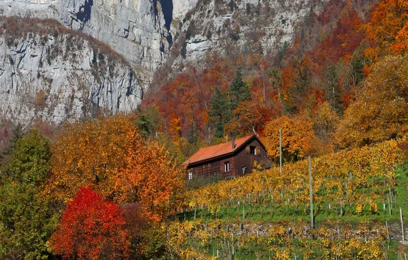 Picture autumn, trees, mountains, house, rocks, slope, vineyard