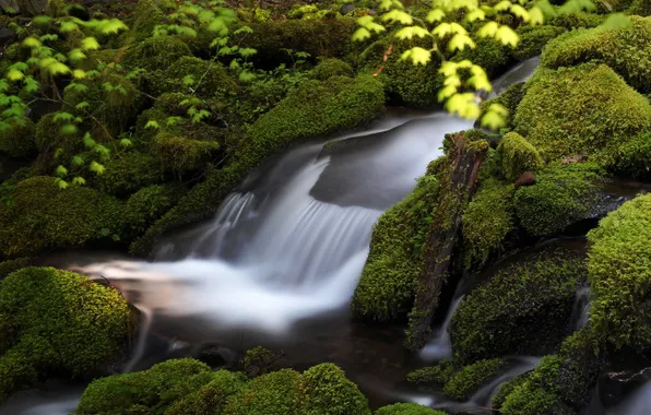 Greens, water, stones, moss, stream
