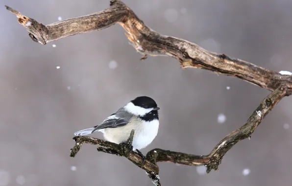 Snow, bird, branch, bird, branch, snowing