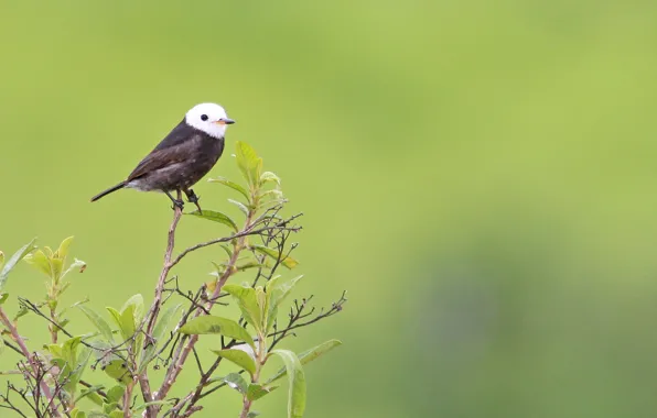 Black, Bird, Leaves, Branch, Freirinha, White Head