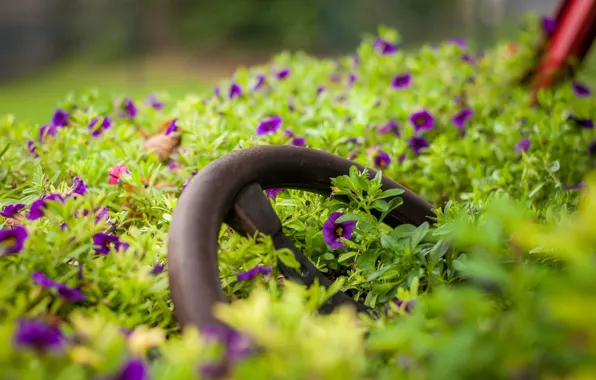 Flowers, nature, the wheel