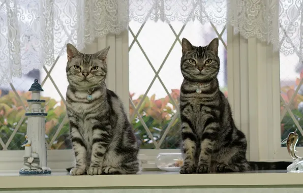 Cat, cat, look, glass, leaves, cats, house, cats