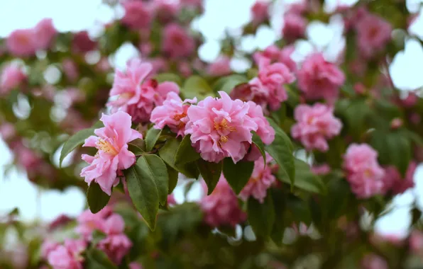 Picture leaves, pink, tenderness, petals, Bud, flowering, Camellia