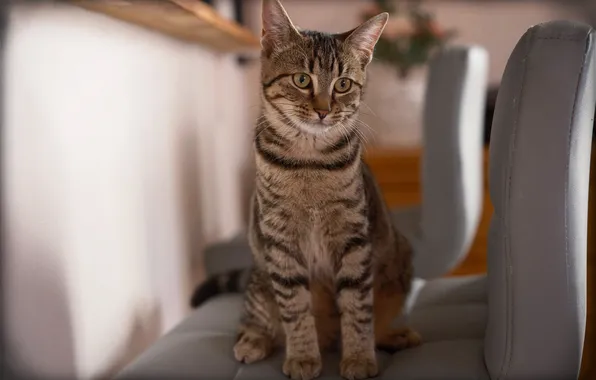 Cat, cat, look, pose, grey, chairs, seat, face