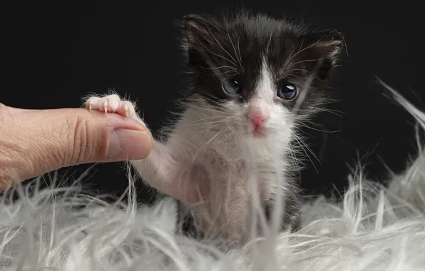 Cat, the dark background, kitty, black and white, finger, friendship, fur, face