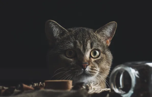 Cat, cat, look, pose, table, grey, portrait, Bank