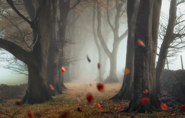 Autumn, forest, trees, branches, nature, fog, Park, stones