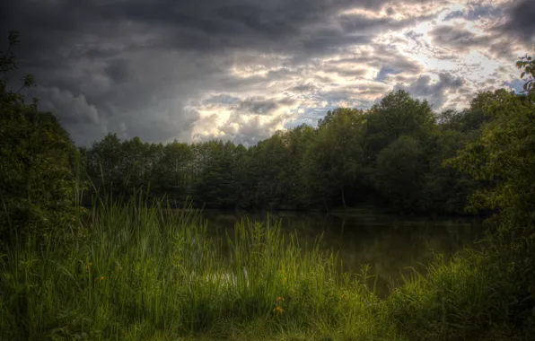 Picture forest, summer, lake