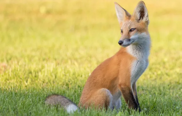 Grass, look, nature, background, glade, Fox, red, sitting