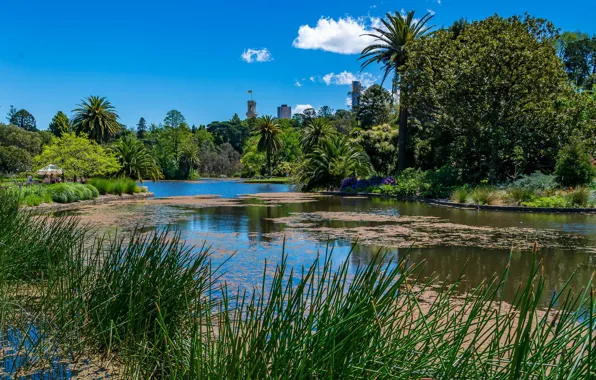 Greens, the sky, grass, the sun, clouds, trees, pond, Park