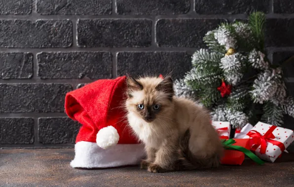 Frost, cat, look, branches, pose, kitty, background, wall