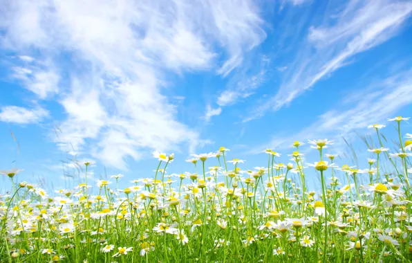 Picture field, summer, the sky, the sun, clouds, blue, chamomile